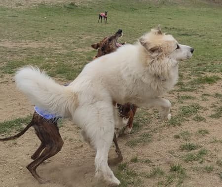 LENGUAJE CANINO