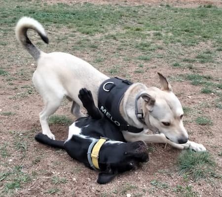 LENGUAJE CANINO2
