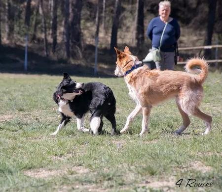 LENGUAJE CANINO5